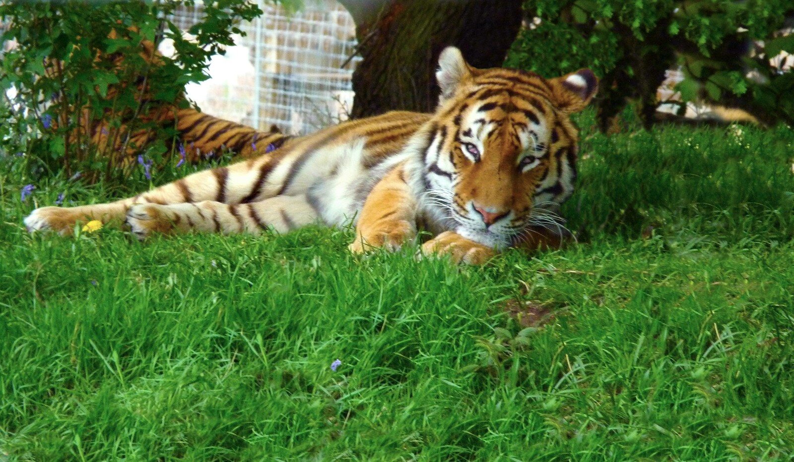 a tiger lying in the grass